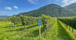 pic_Welterbesteig Wachau, Krems – Melk 8 Tage / 7 Nächte